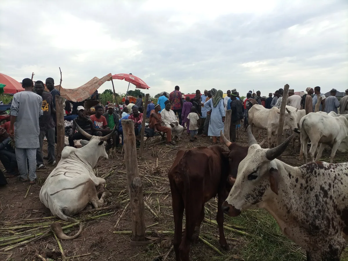 Bukuru Cattle Market — photo