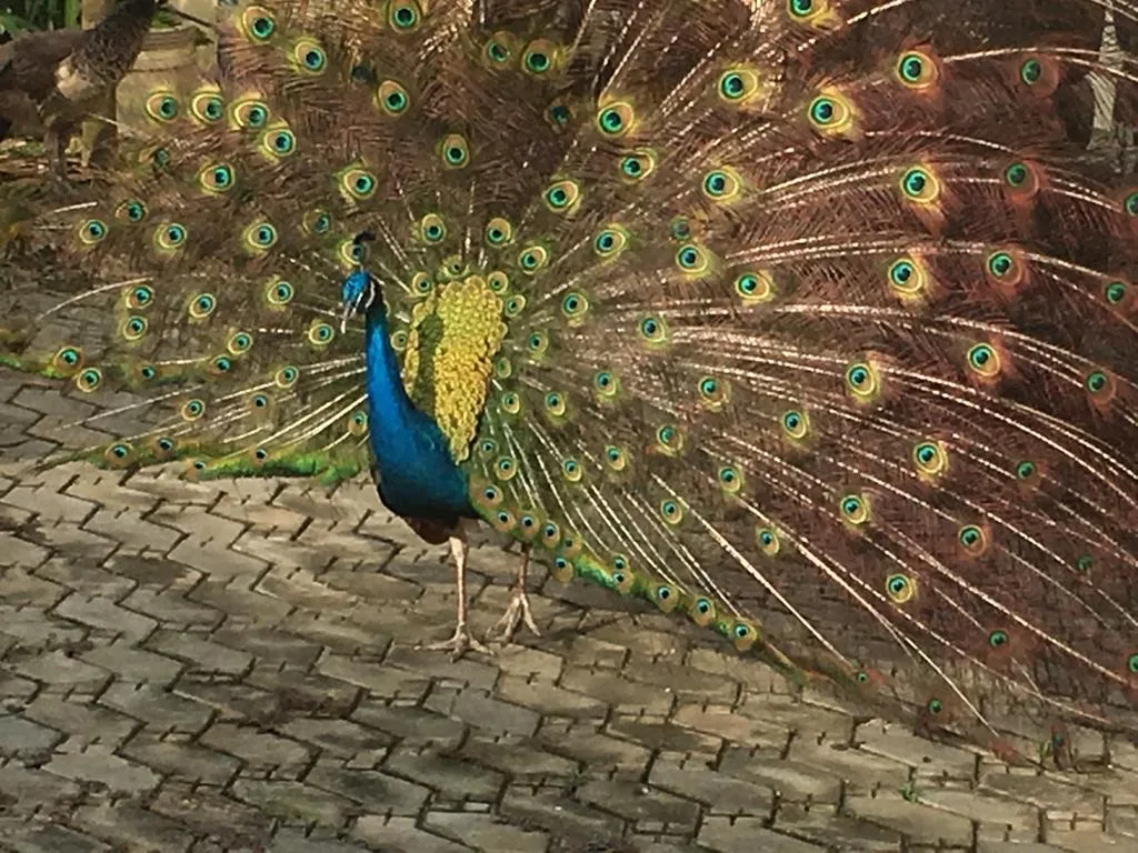 Auxano Gardens — photo