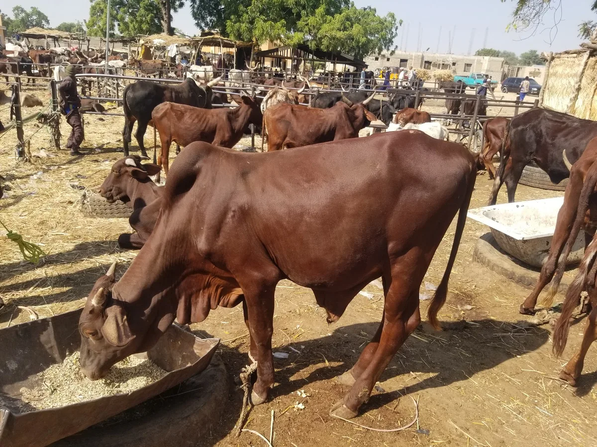 Kasuwan Shanu. Maiduguri Cattle Market — photo