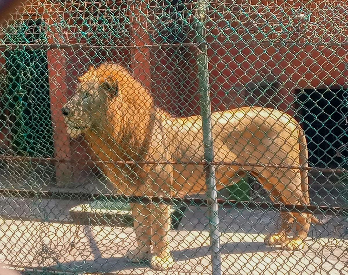Ogba Zoo, Benin City. — photo