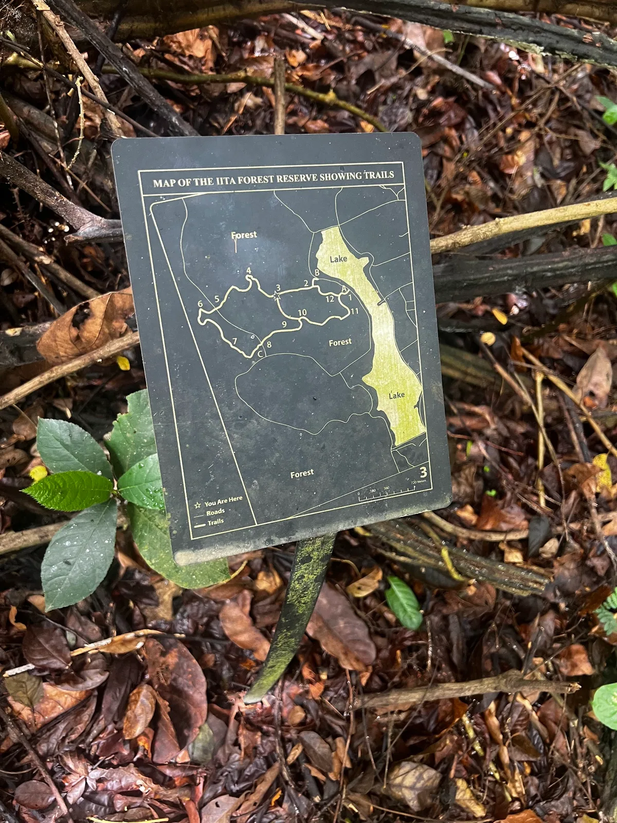 IITA Forest Reserve — photo