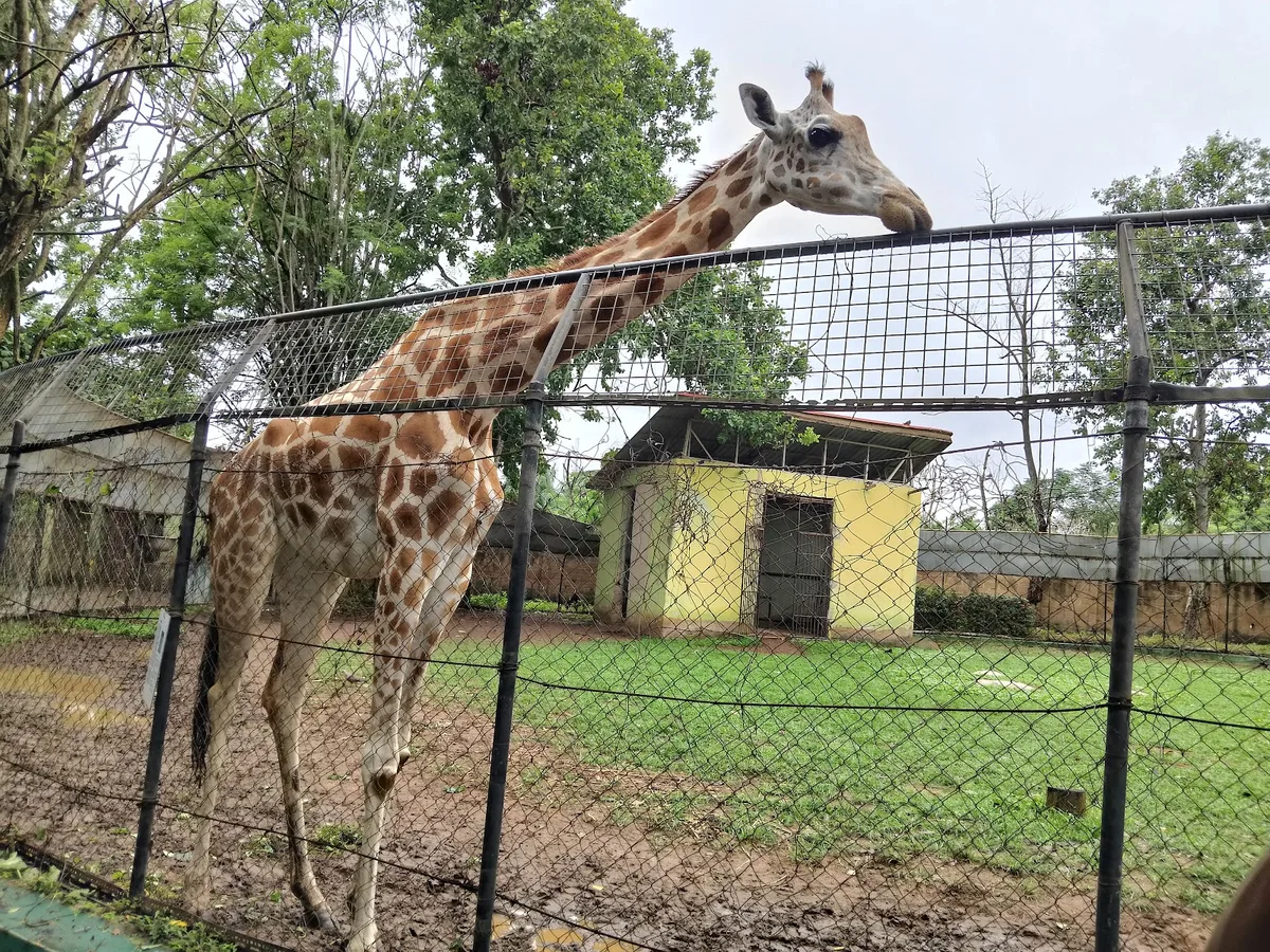 University of Ibadan, Zoological Garden — photo