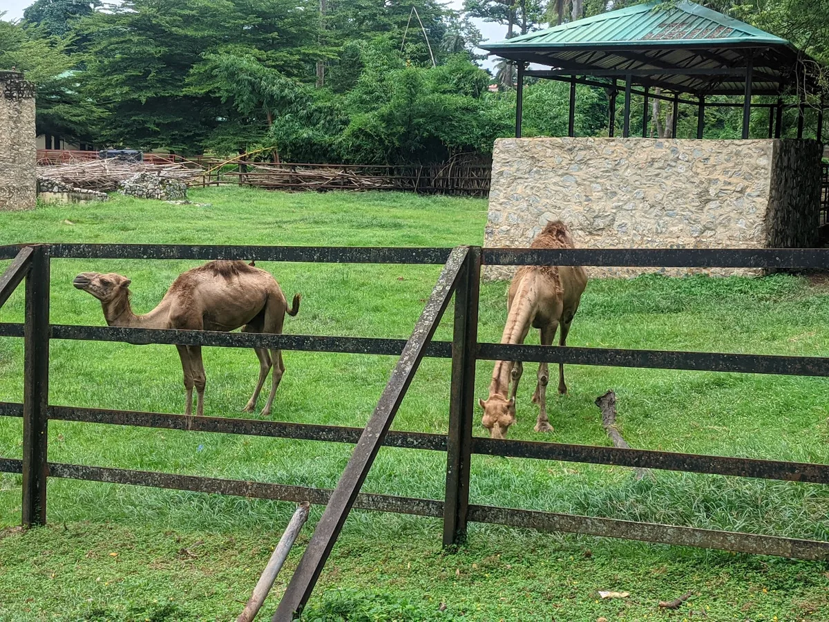 University of Ibadan, Zoological Garden photo 6